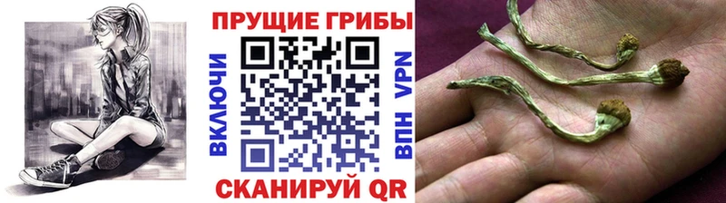 купить наркоту  мориарти официальный сайт  Галлюциногенные грибы Magic Shrooms  Ессентукская 